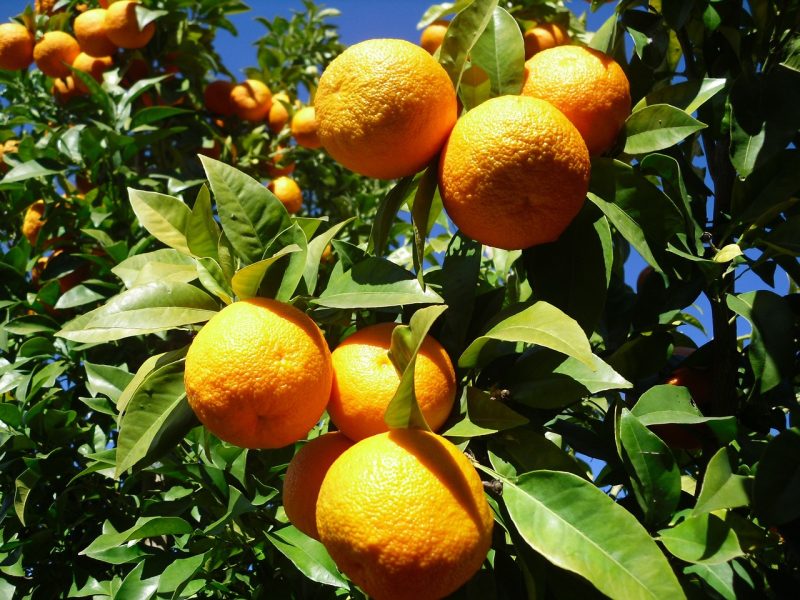 Bigarade orange weight loss herbs best weight loss supplements